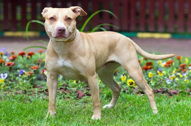 American Pit Bull Terrier