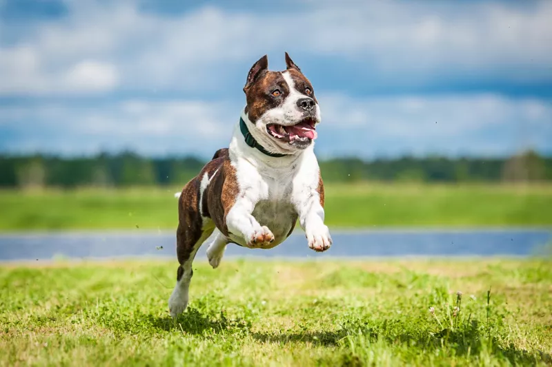 American Staffordshire Terrier