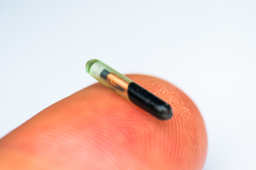 pet microchip closeup