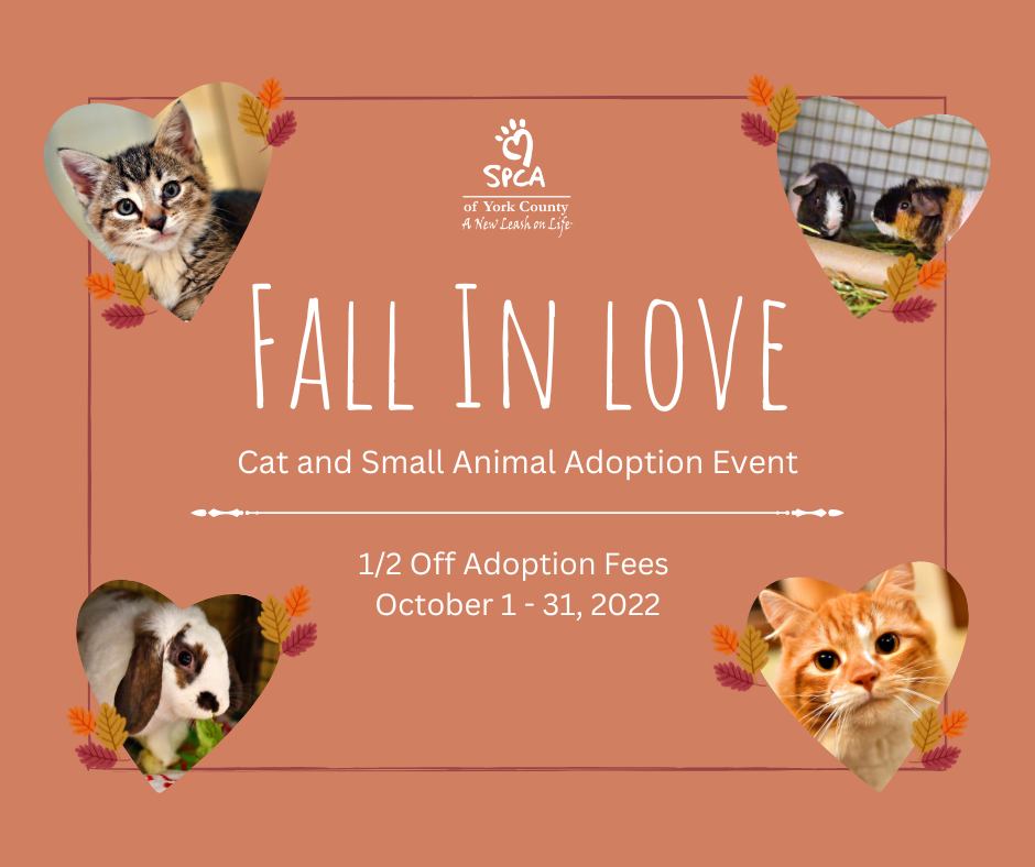 ABC27 Fall In Love Adoption Event Cover