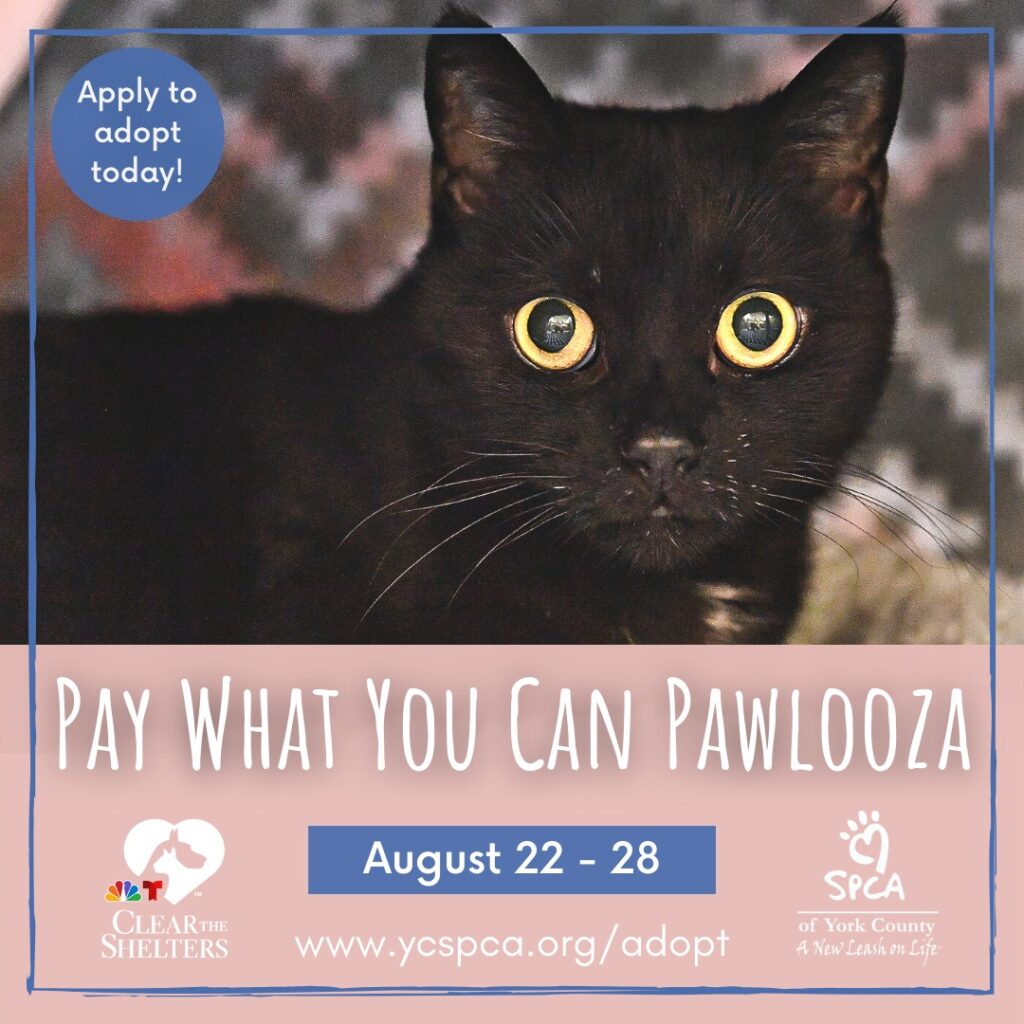 ABC27 Pawlooza Cover