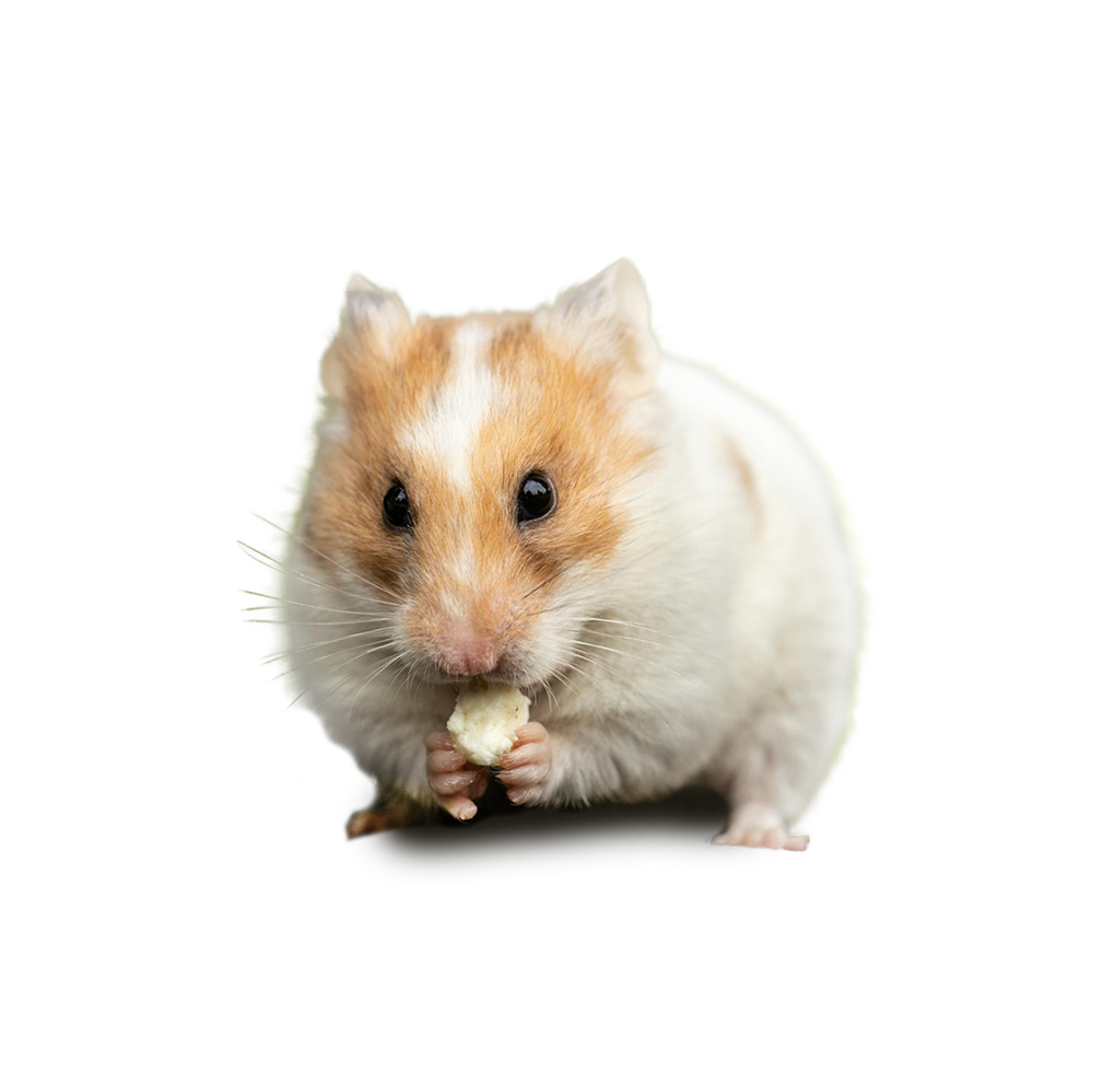 Adoption Resources Hamster small