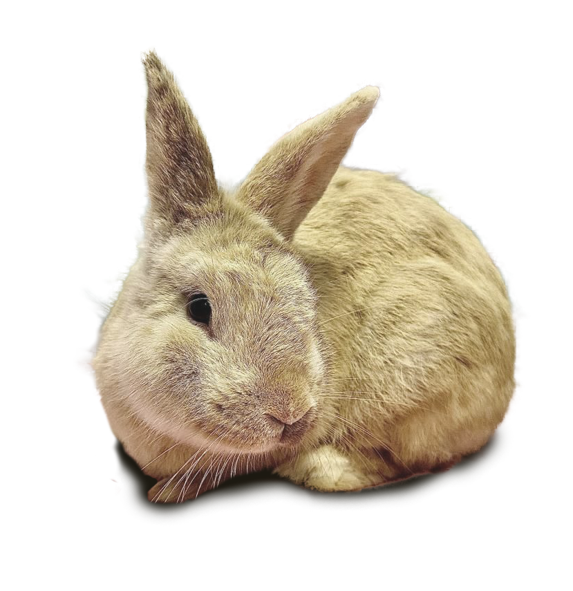 Adoption Resources Rabbit