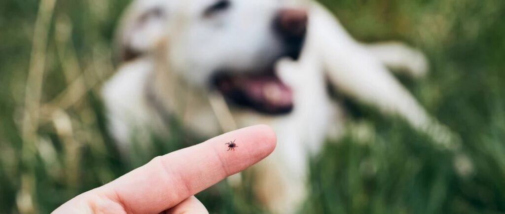 Ticks and Dogs