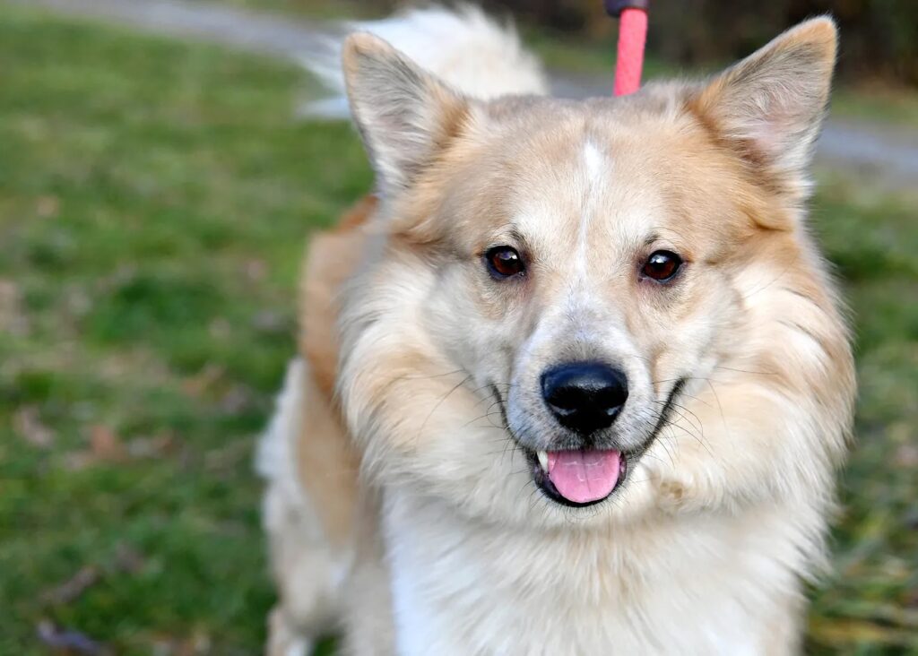 York Dispatch Local Animal Shelters Capacity Cover