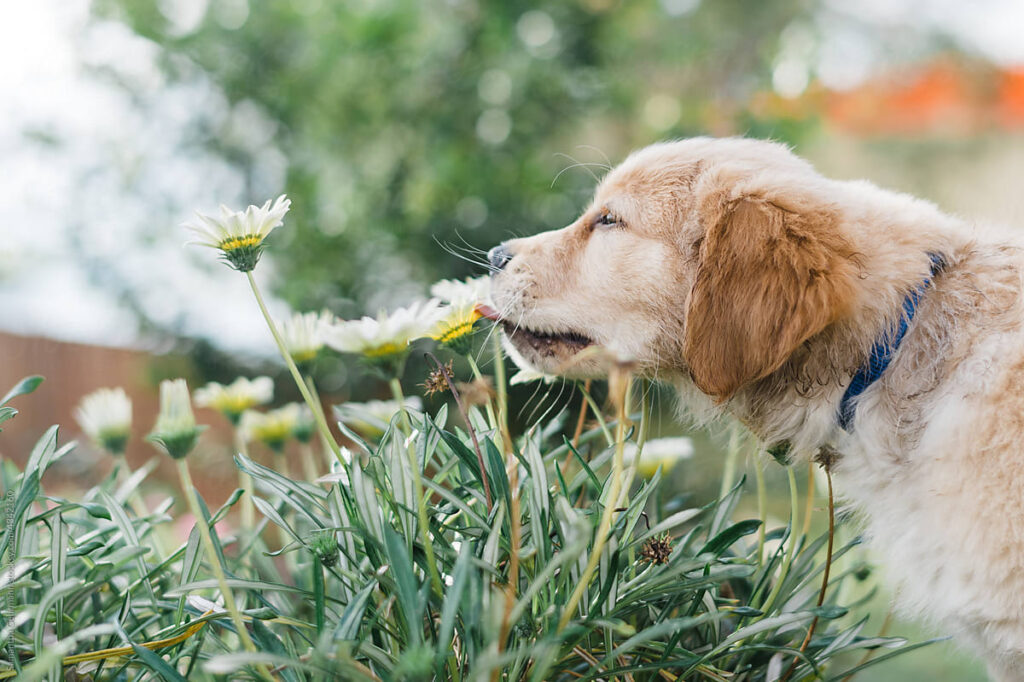 dog sniffing flower