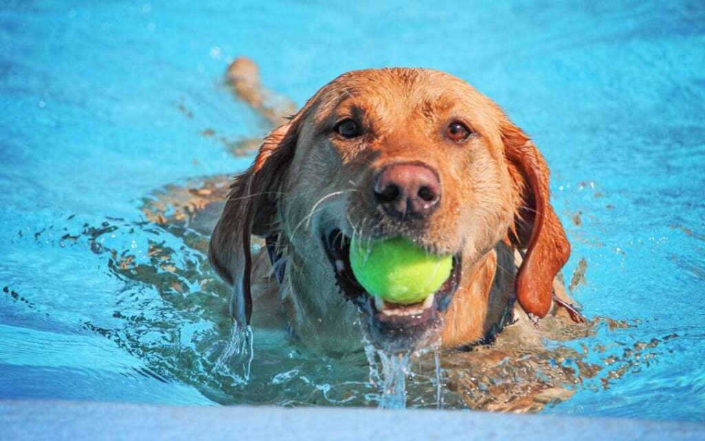 dog swimming