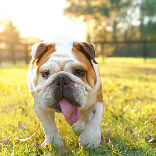 english bulldog outside 1