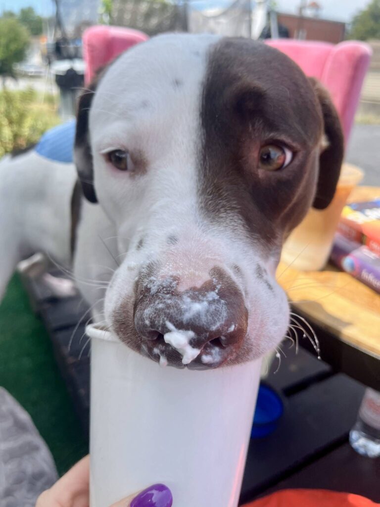 a dog with a cup in its mouth