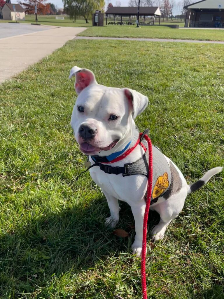 a dog sitting on grass