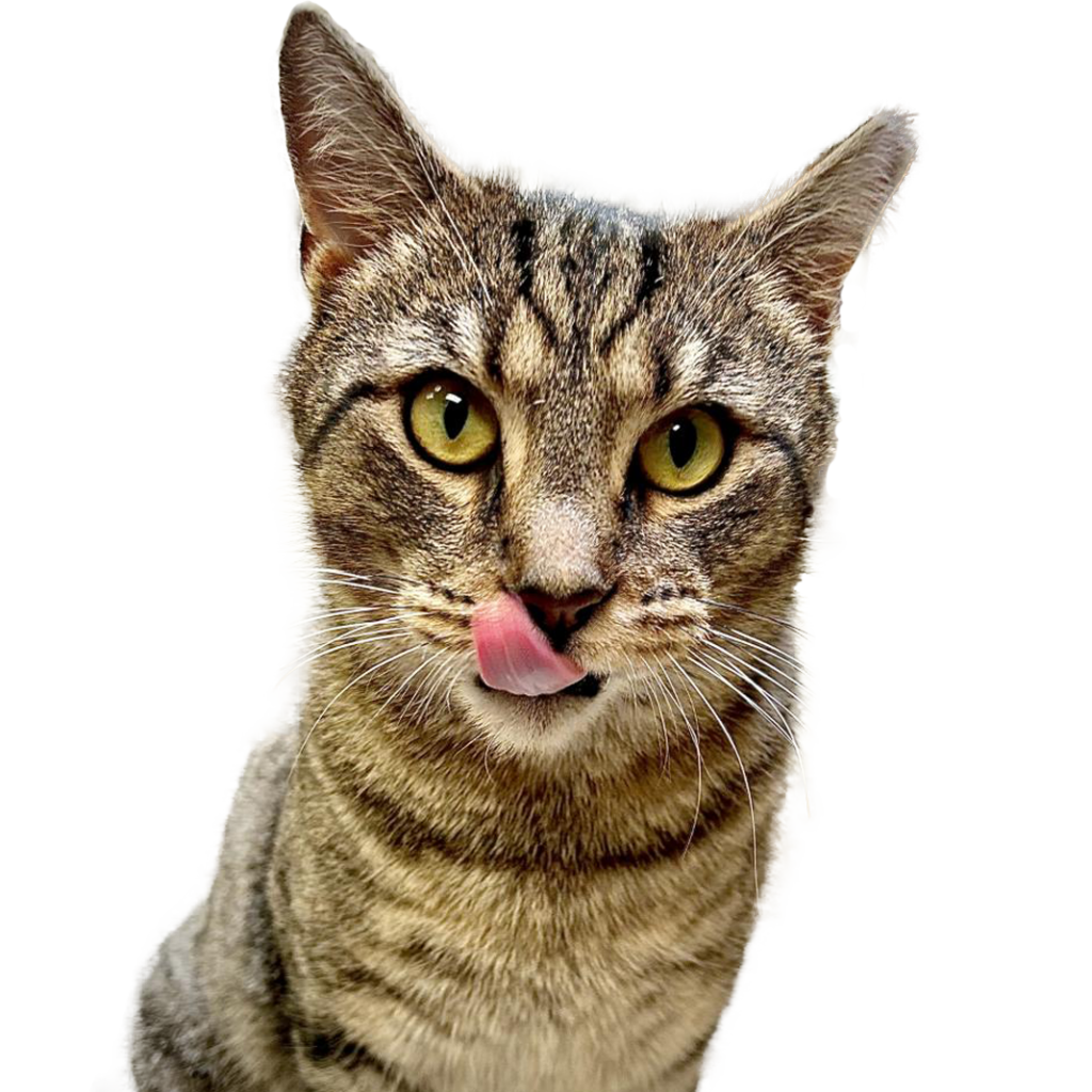 a cat licking its lips