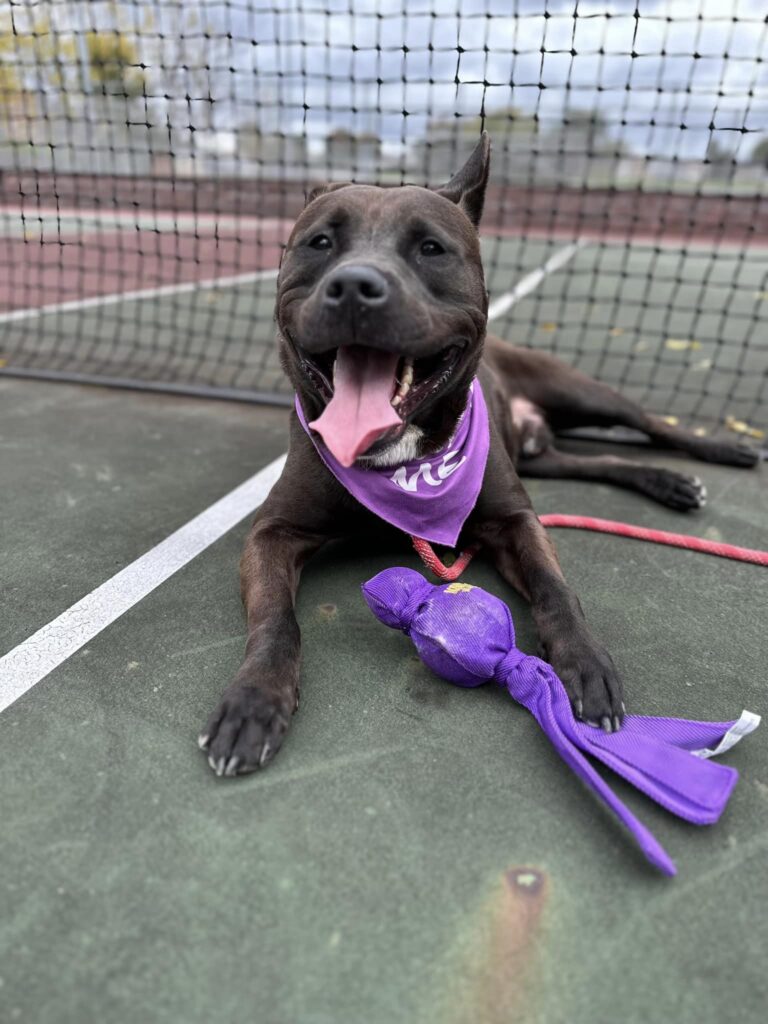 a dog lying on a tennis court with a toy