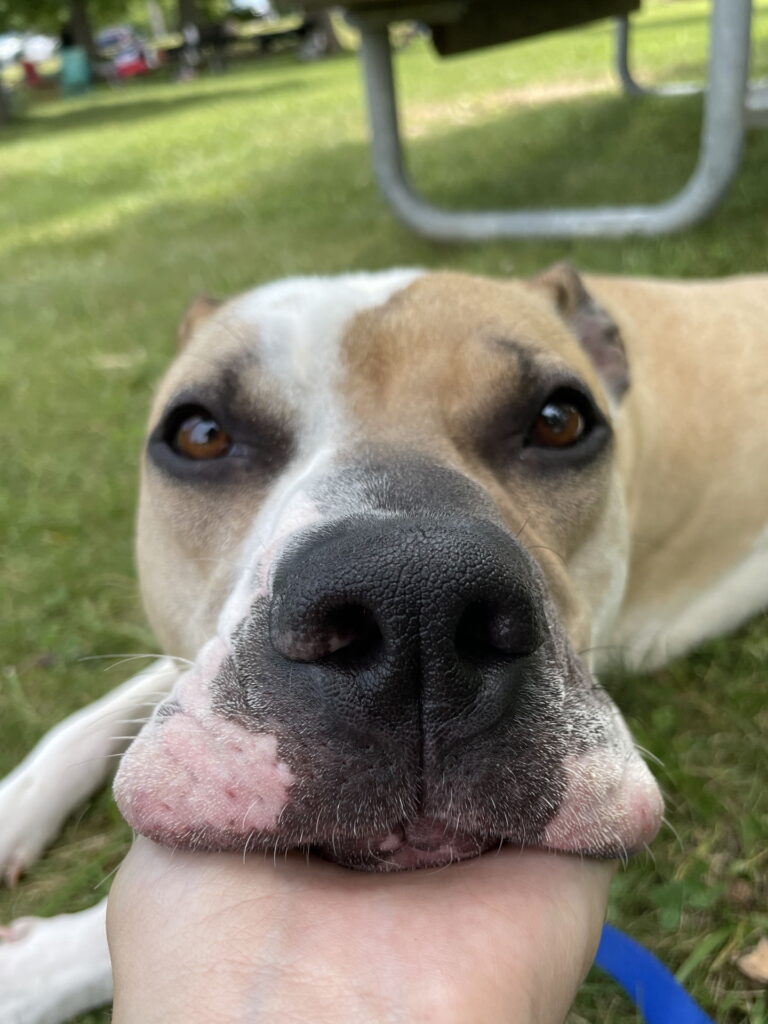 a dog lying on grass with a hand holding it's mouth