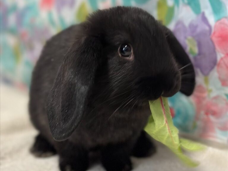 a black bunny with a leaf in its mouth