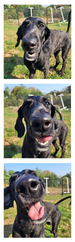 a black dog with its mouth open