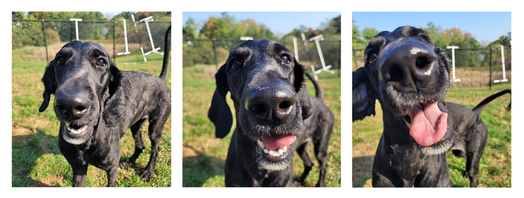 a collage of a dog