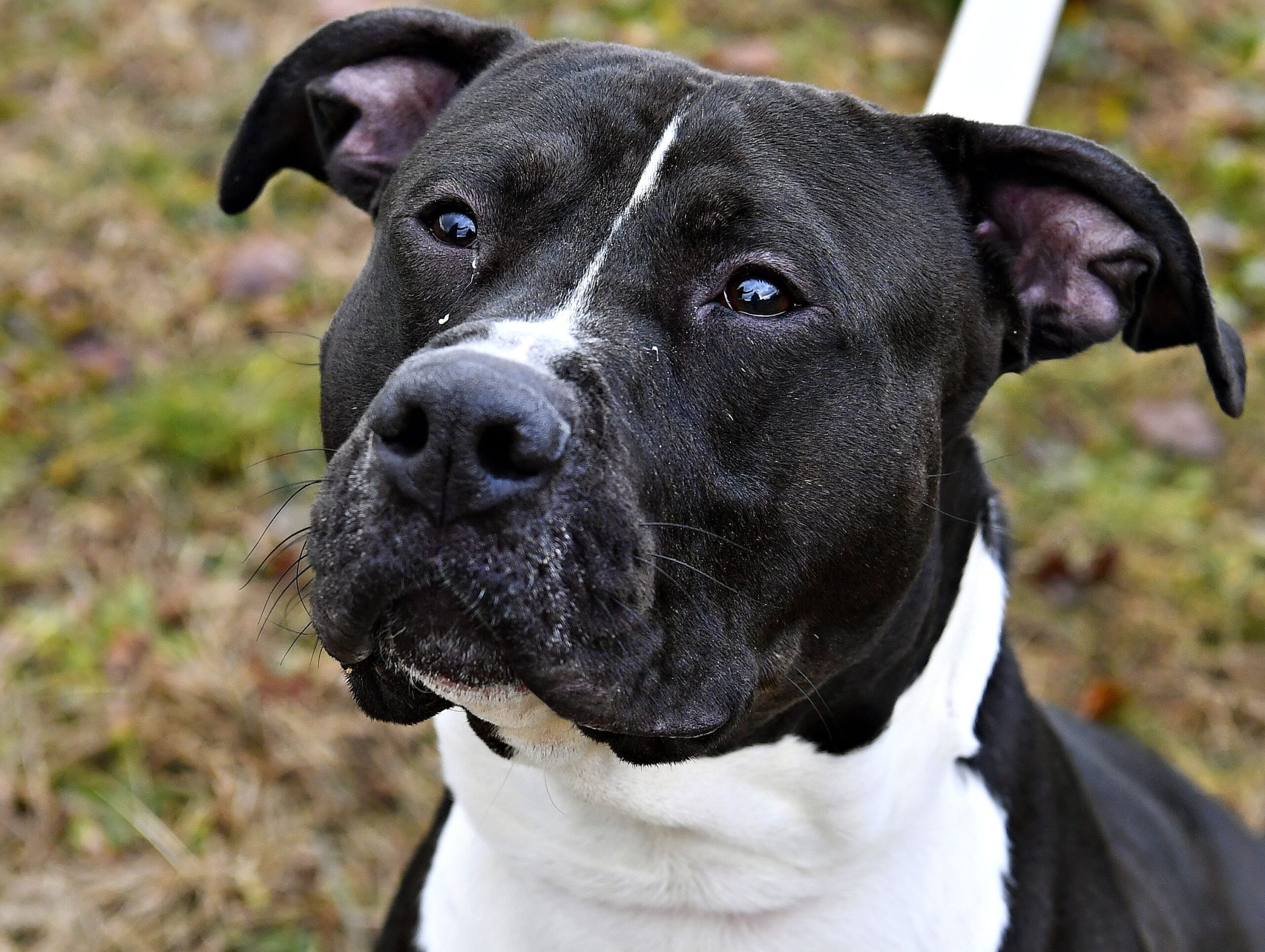 a black and white dog