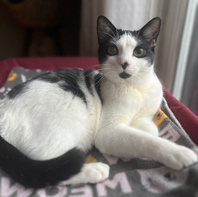 a cat lying on a blanket