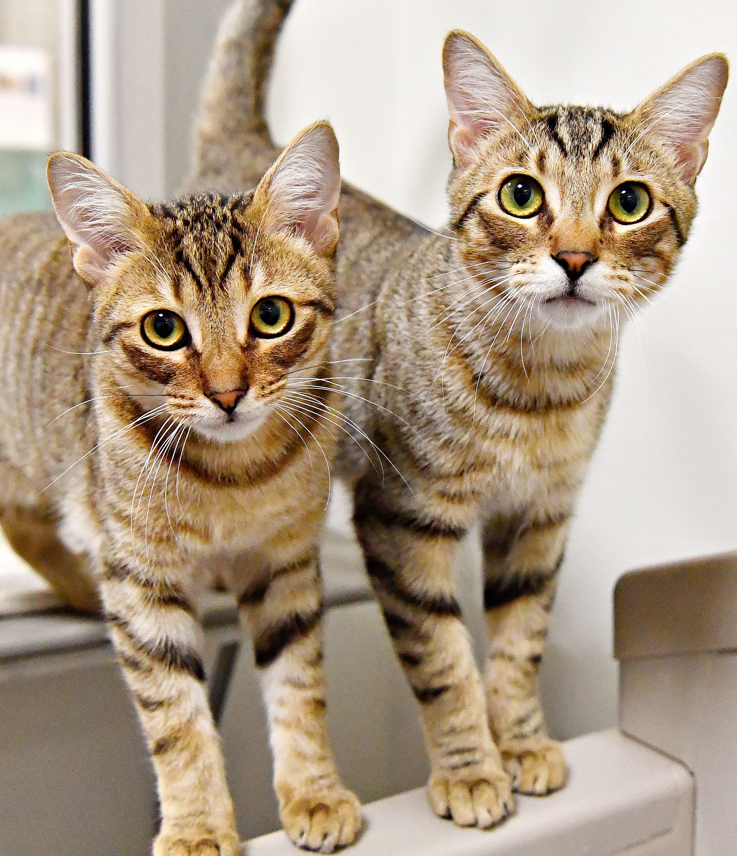 two cats standing on a ledge