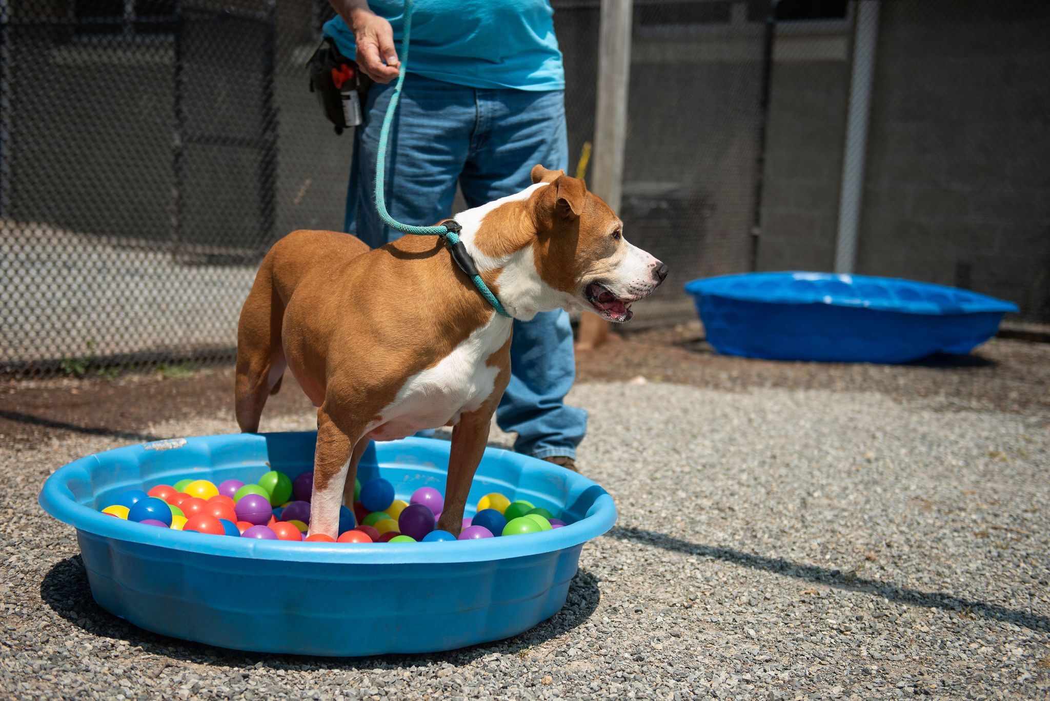 a dog standing in a pool of balls