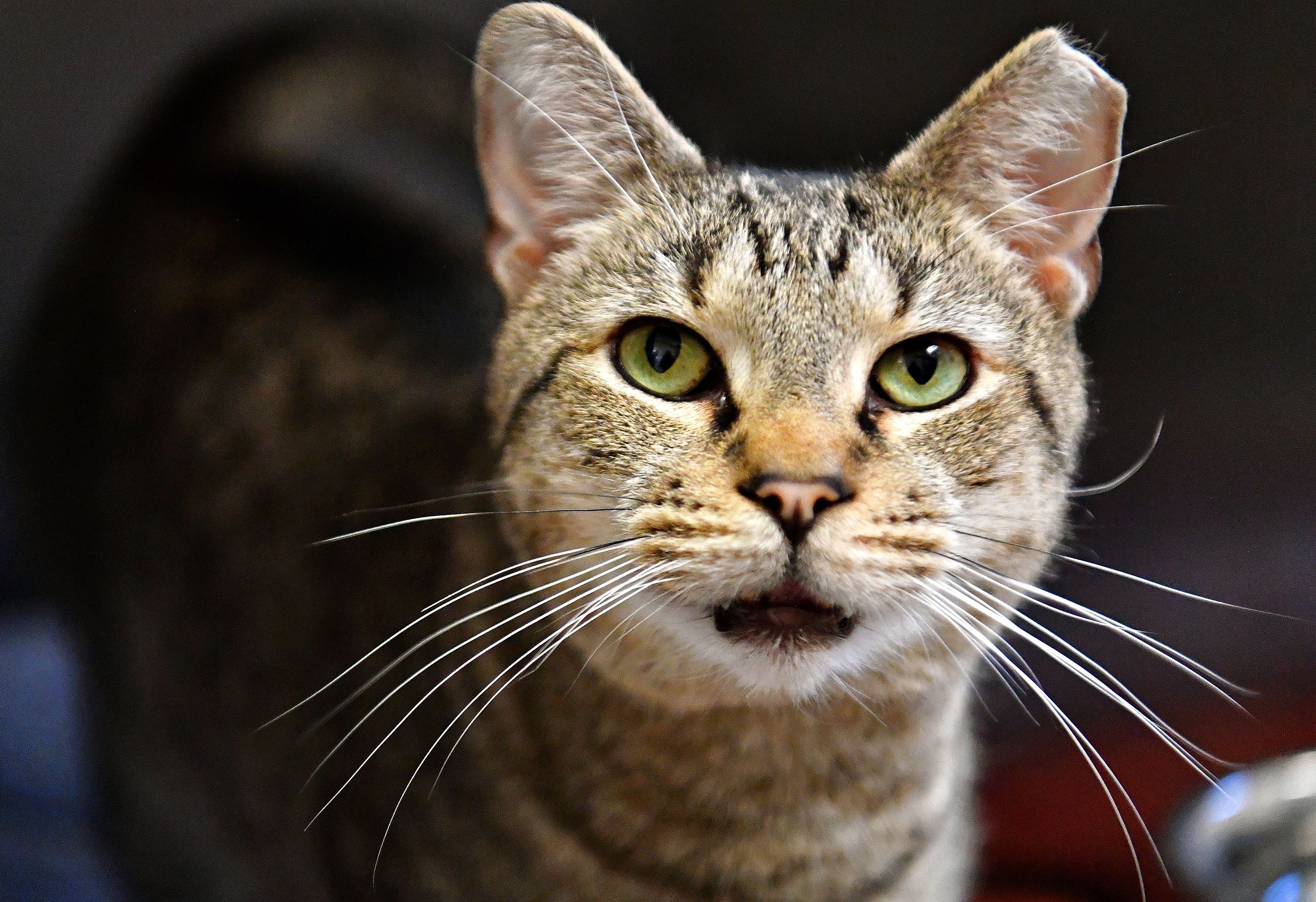 a close up of a cat