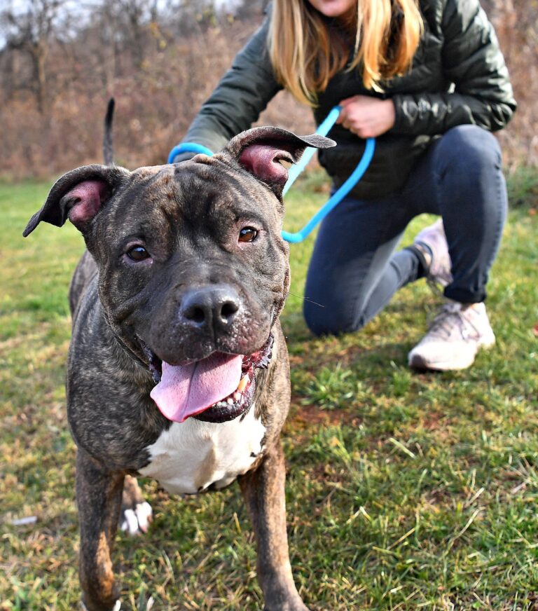 a dog with a leash