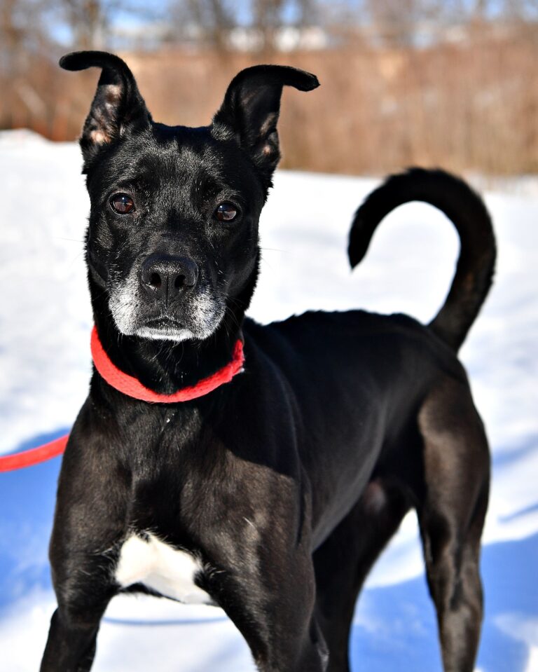 a black dog with a red collar standing in the snow