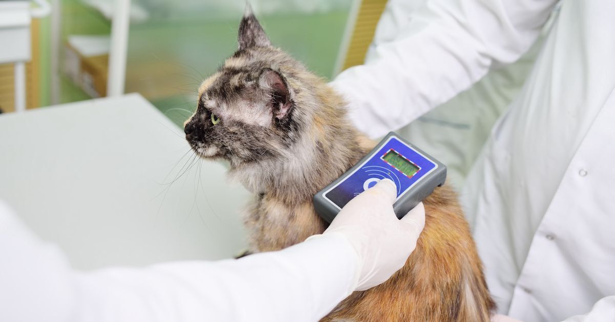 a person using a device to check the back of a cat