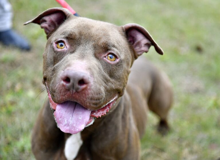 a dog with its tongue out