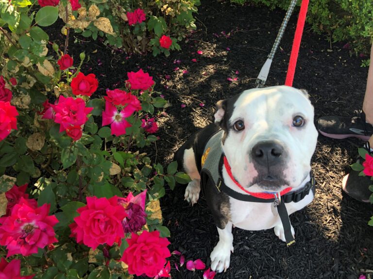 a dog sitting on a leash next to a bush of flowers