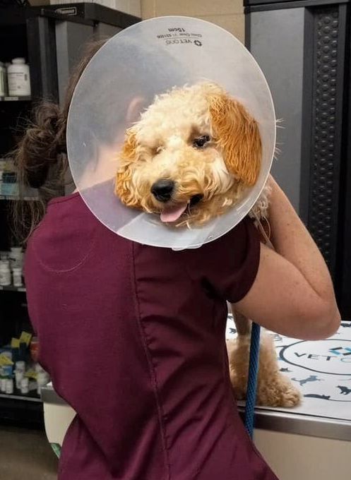 a dog wearing a cone on its head