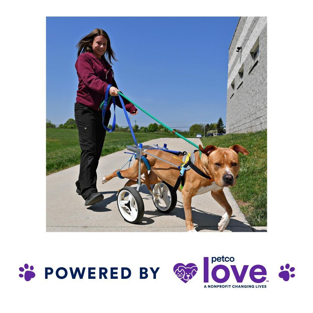 a woman pulling a dog on a cart