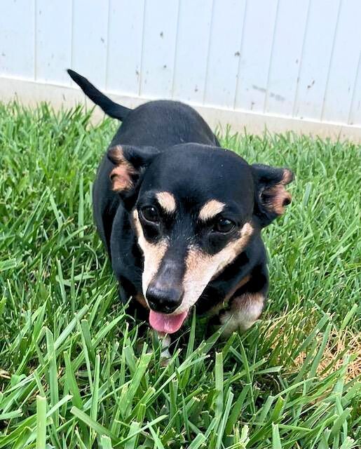 a dog standing in grass