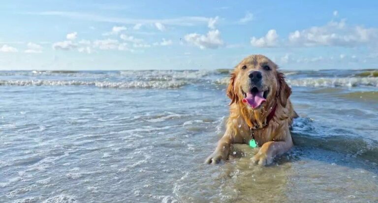 a dog lying in the water