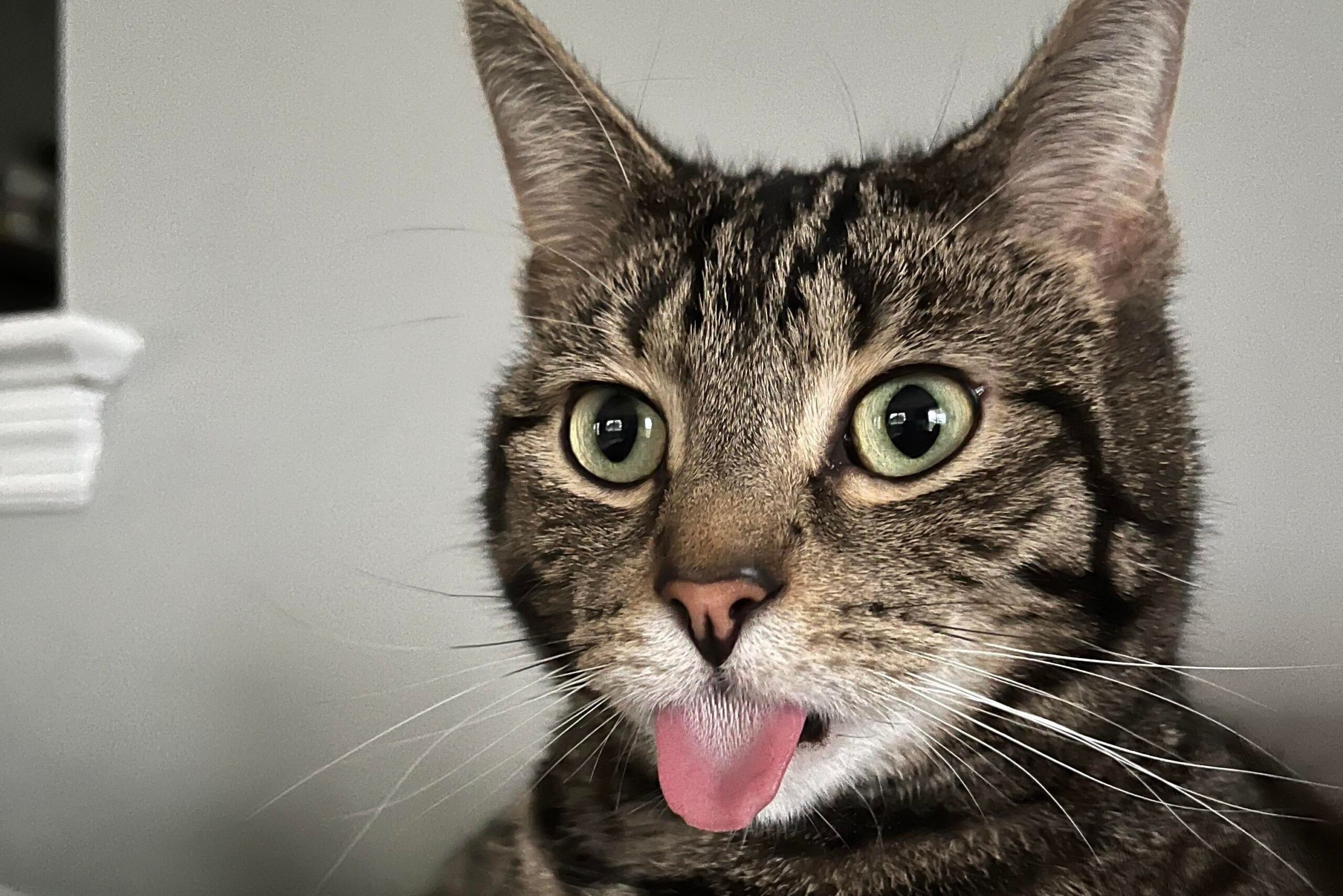 a cat with its tongue out