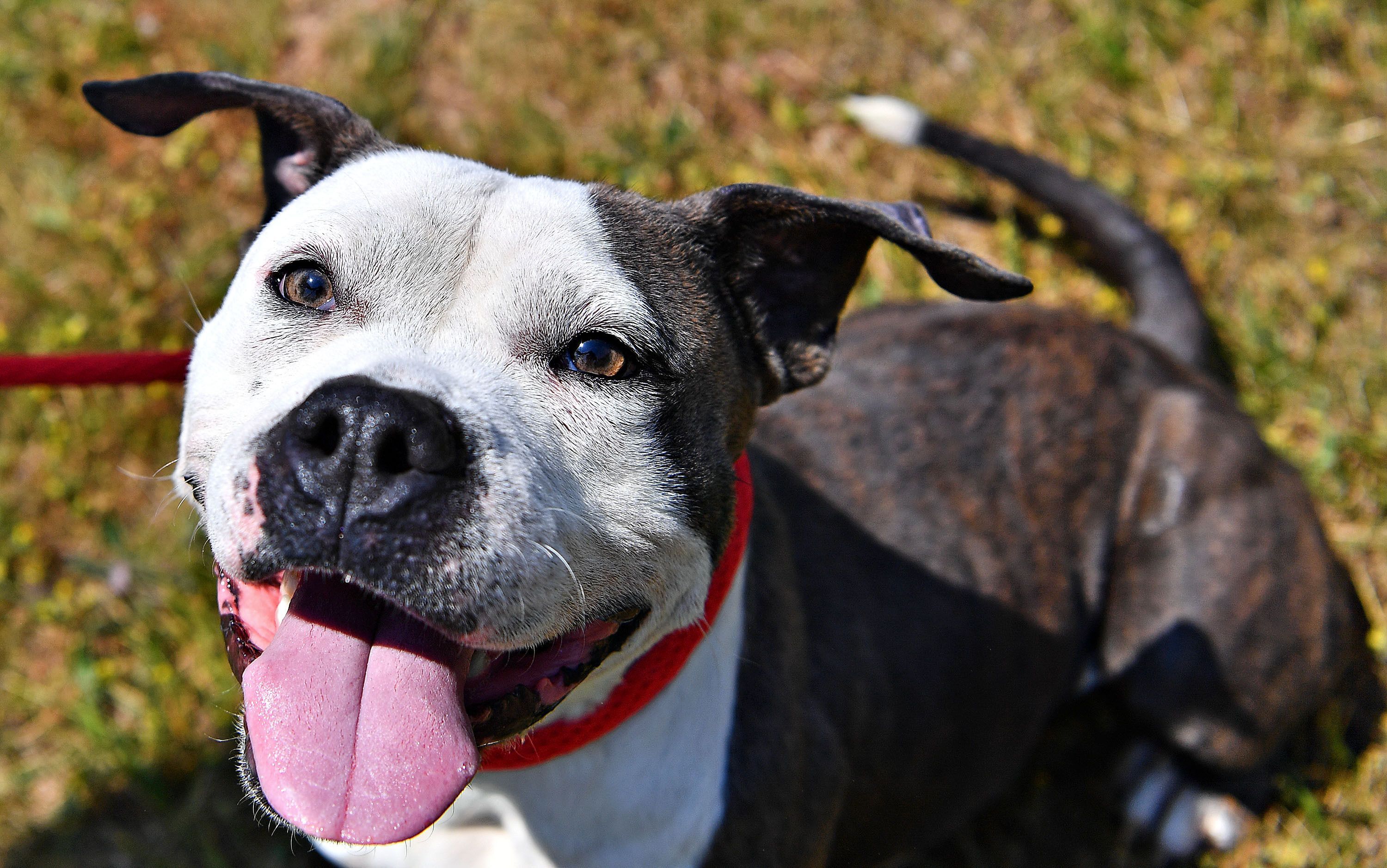 a dog with white spots on its face