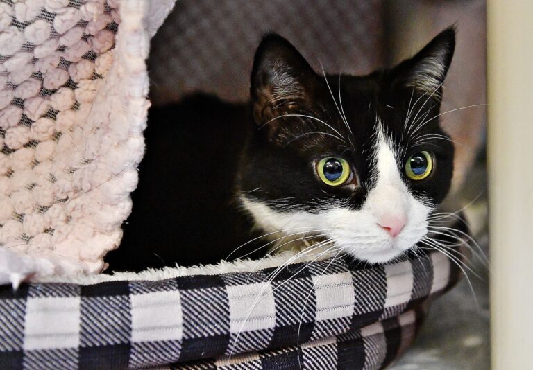 a cat lying in a cat bed