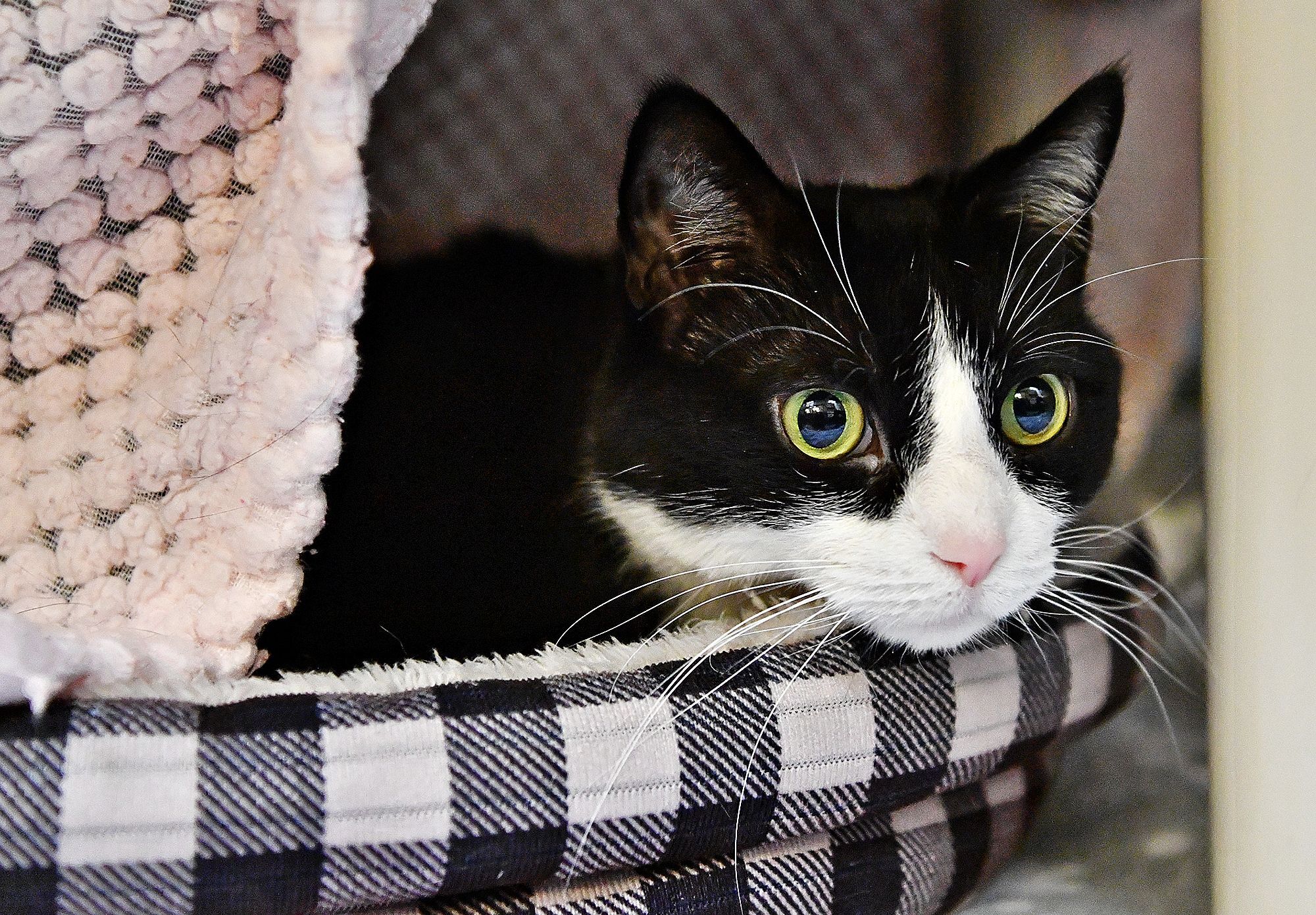 a cat lying in a cat bed