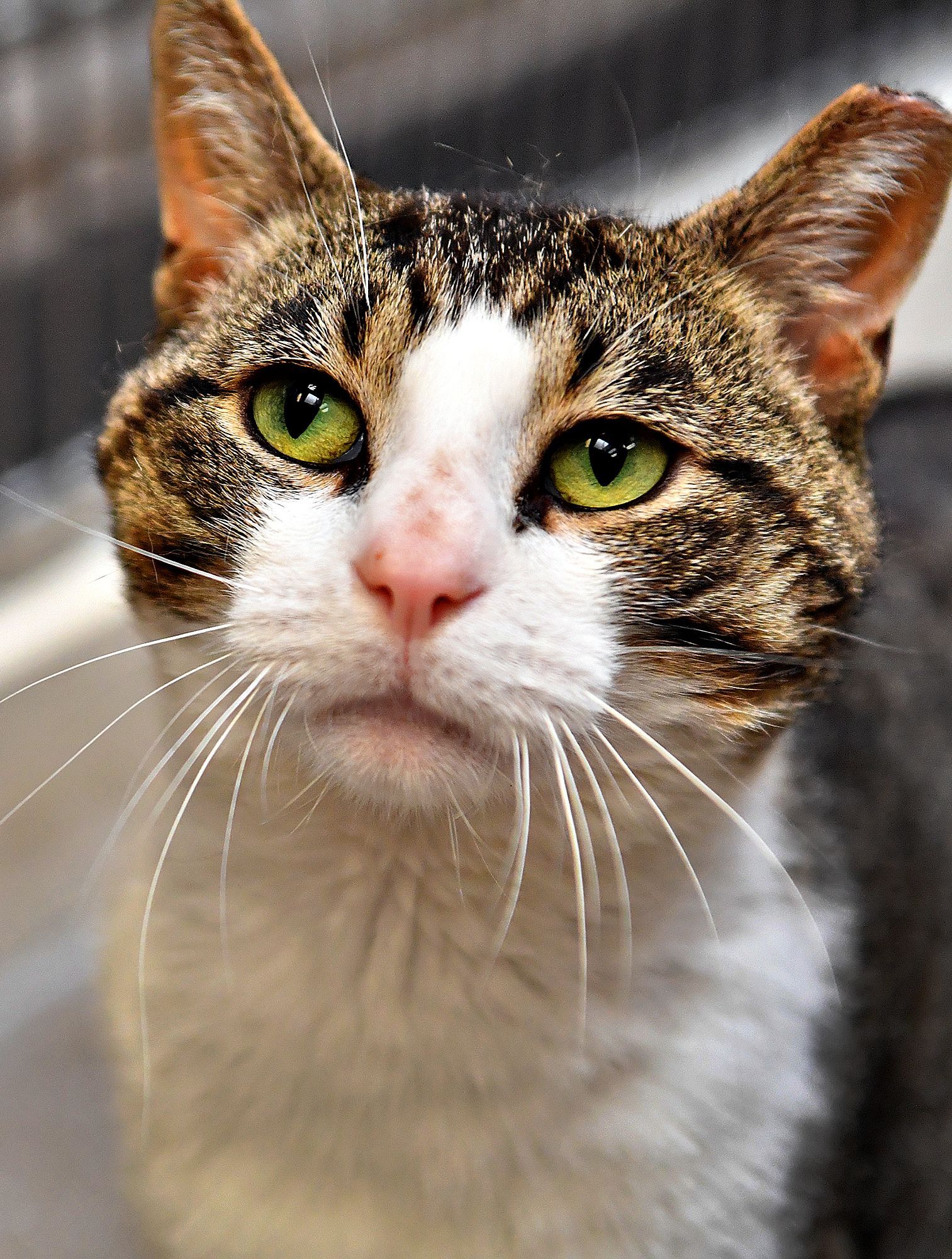 a close up of a cat