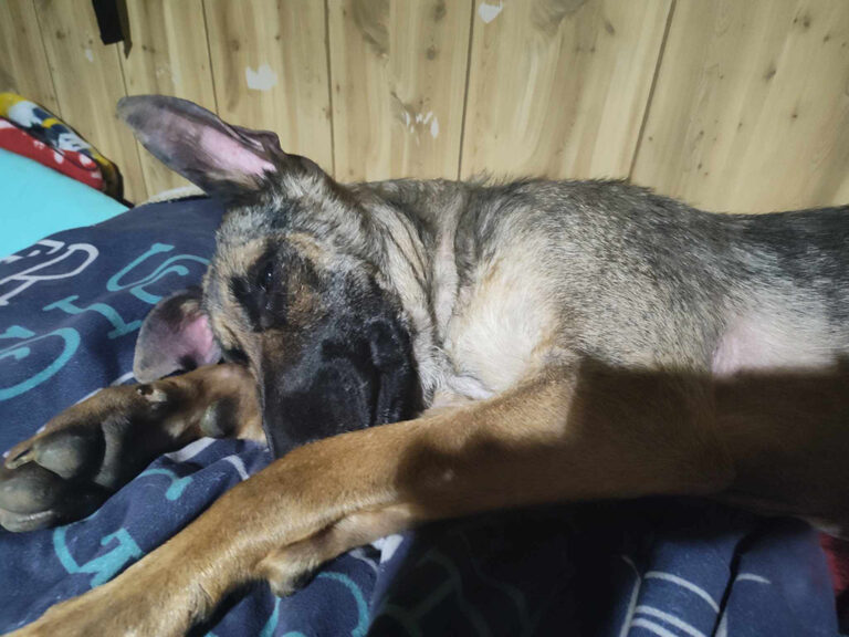 a dog lying on a blanket