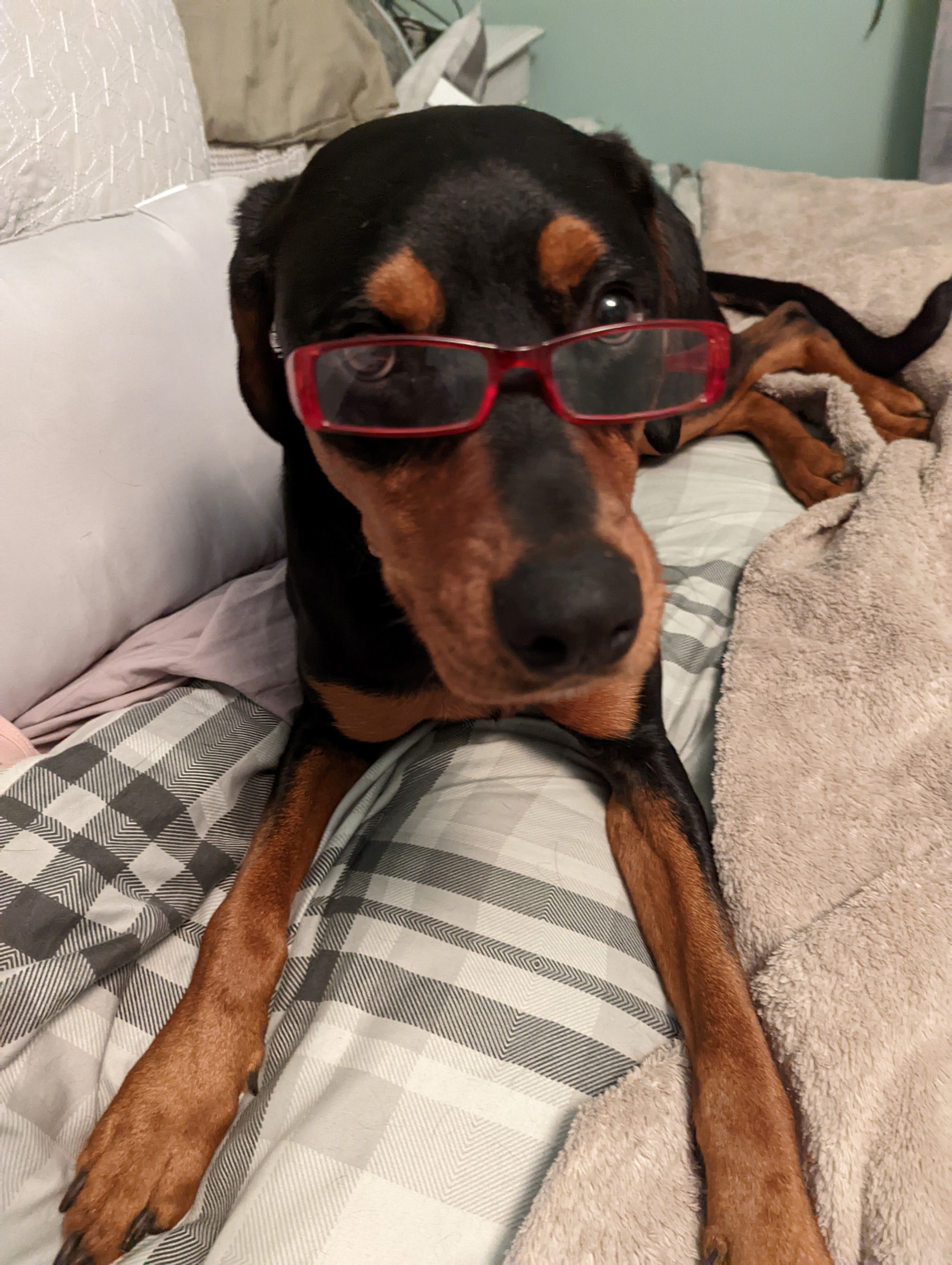 a dog wearing glasses on a bed