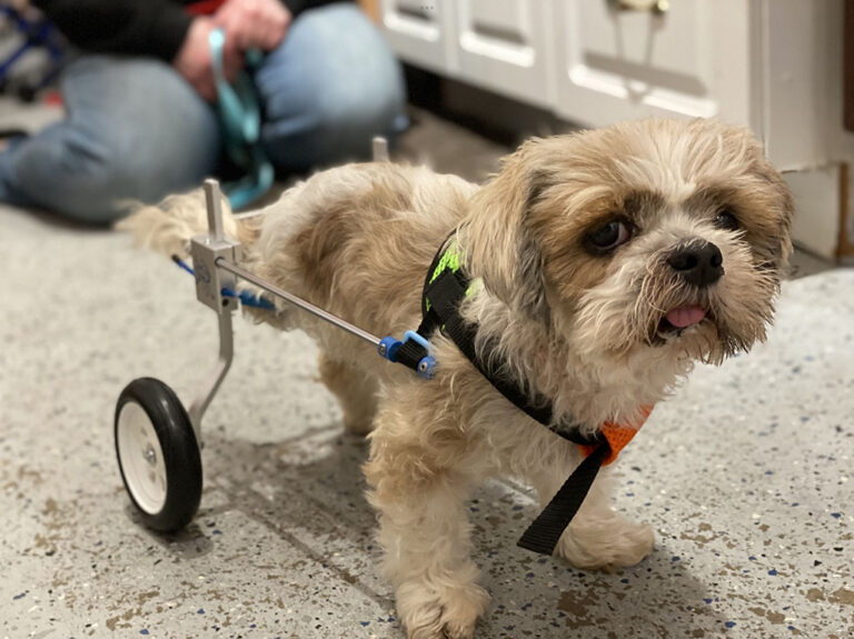 a dog with a harness on a small cart