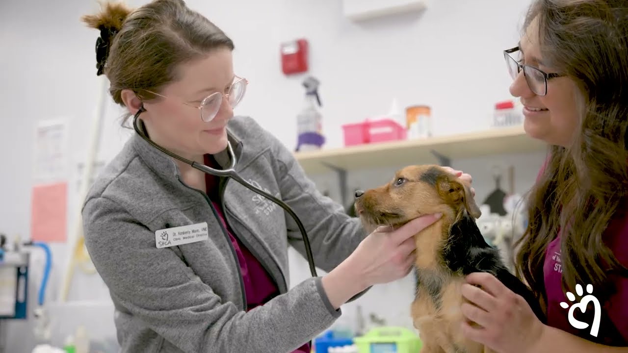 a woman with a stethoscope examining a dog