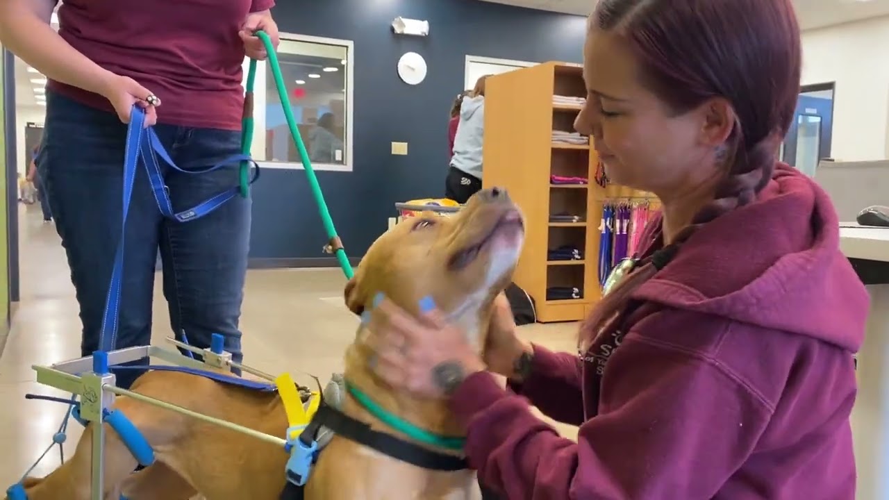 a woman petting a dog