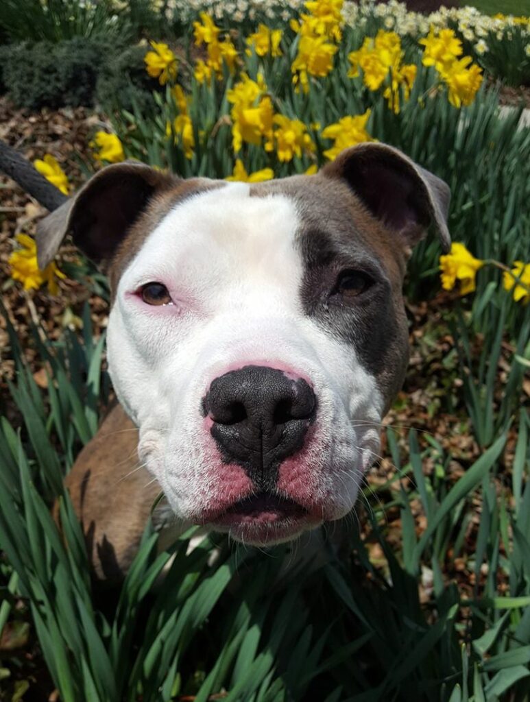 a dog standing in grass