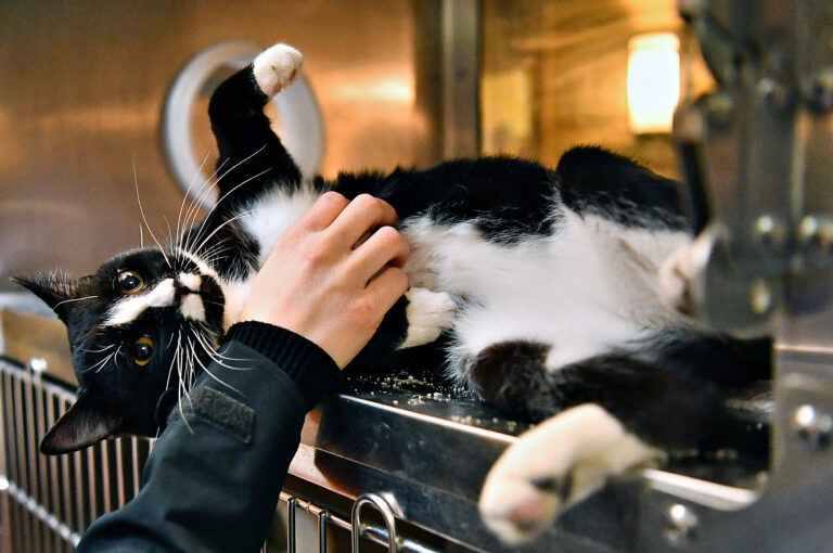 a person petting a cat