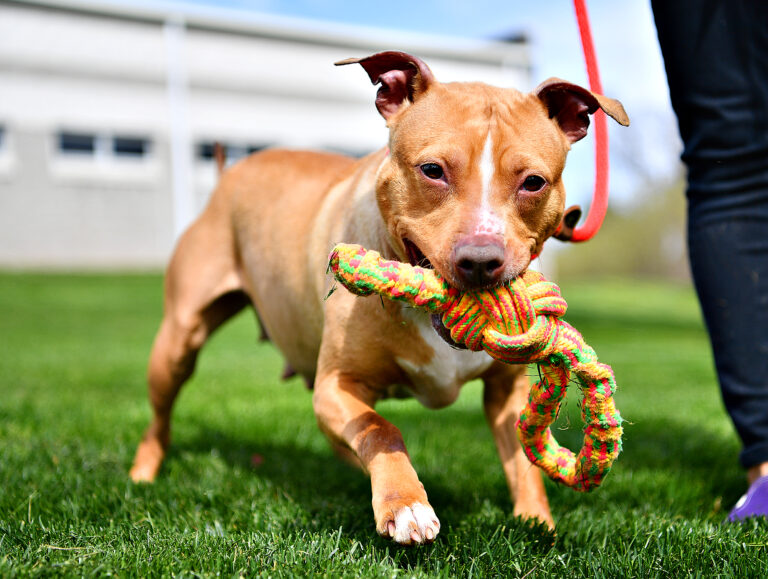 a dog holding a rope in its mouth