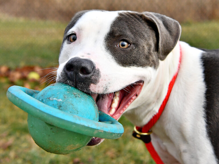 a dog with a toy in its mouth