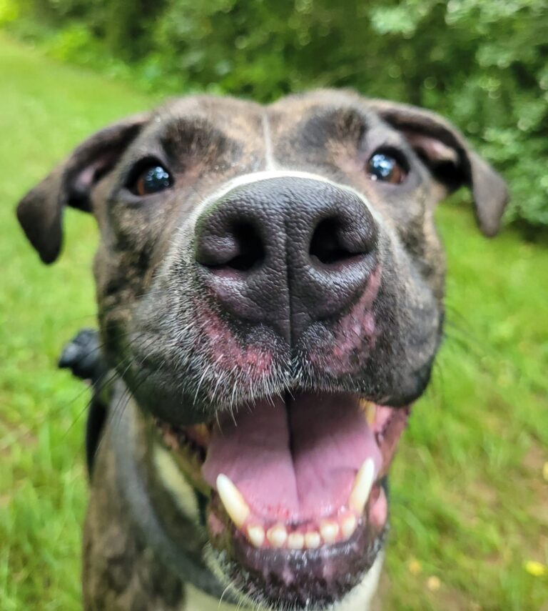 a close up of a dog's face