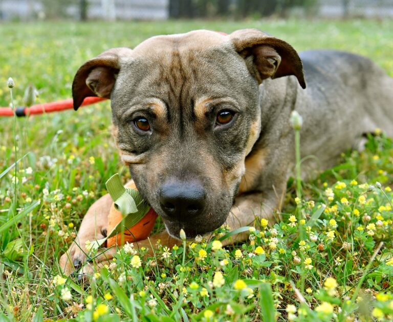 a dog lying in grass with a toy